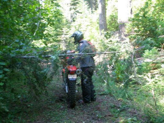 Pushing through the brush