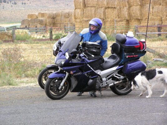 Road dog at the general store