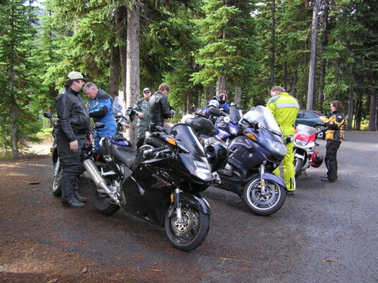 Morning gathering in the pines