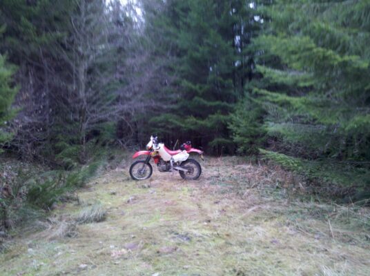 Down out of the snow into the trees